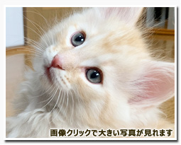 ノルウェージャンフォレストキャット