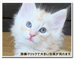 ノルウェージャンフォレストキャット