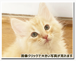 ノルウェージャンフォレストキャット