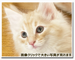 ノルウェージャンフォレストキャット