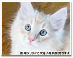 ノルウェージャンフォレストキャット