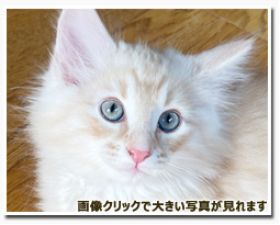 ノルウェージャンフォレストキャット