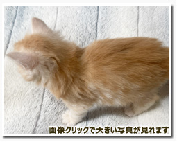 ノルウェージャンフォレストキャット