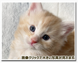 ノルウェージャンフォレストキャット