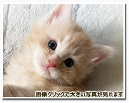 ノルウェージャンフォレストキャット