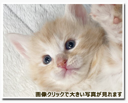 ノルウェージャンフォレストキャット