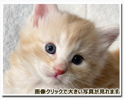 ノルウェージャンフォレストキャット