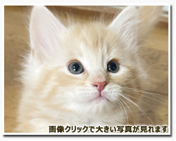 ノルウェージャンフォレストキャット