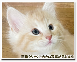 ノルウェージャンフォレストキャット