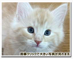 ノルウェージャンフォレストキャット