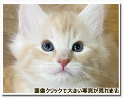 ノルウェージャンフォレストキャット