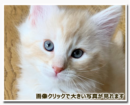 ノルウェージャンフォレストキャット