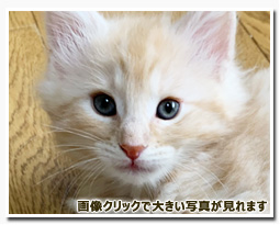 ノルウェージャンフォレストキャット