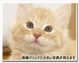 ノルウェージャンフォレストキャット