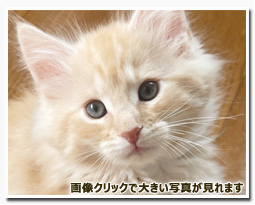 ノルウェージャンフォレストキャット