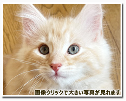 ノルウェージャンフォレストキャット