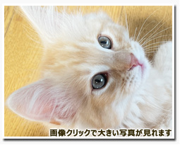 ノルウェージャンフォレストキャット