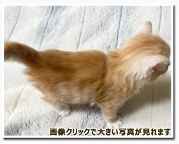 ノルウェージャンフォレストキャット