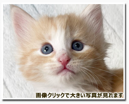 ノルウェージャンフォレストキャット