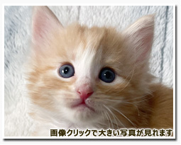 ノルウェージャンフォレストキャット