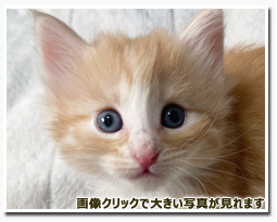 ノルウェージャンフォレストキャット