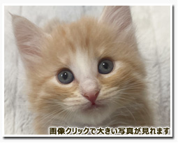 ノルウェージャンフォレストキャット