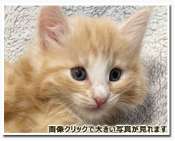 ノルウェージャンフォレストキャット