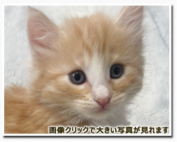 ノルウェージャンフォレストキャット