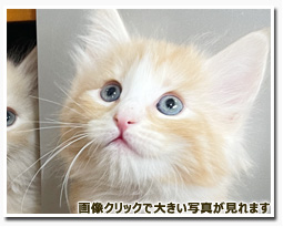 ノルウェージャンフォレストキャット