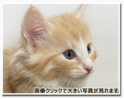 ノルウェージャンフォレストキャット