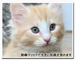 ノルウェージャンフォレストキャット