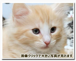 ノルウェージャンフォレストキャット