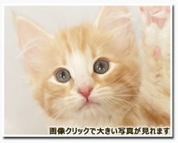 ノルウェージャンフォレストキャット