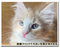 ノルウェージャンフォレストキャット