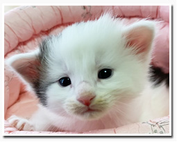 ノルウェージャンフォレストキャット