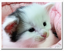 ノルウェージャンフォレストキャット