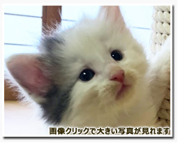 ノルウェージャンフォレストキャット