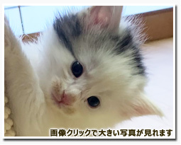 ノルウェージャンフォレストキャット