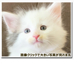 ノルウェージャンフォレストキャット