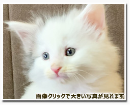 ノルウェージャンフォレストキャット