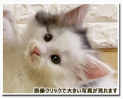 ノルウェージャンフォレストキャット