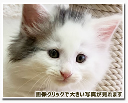 ノルウェージャンフォレストキャット