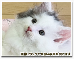 ノルウェージャンフォレストキャット