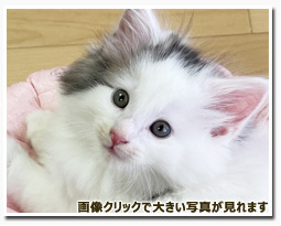 ノルウェージャンフォレストキャット