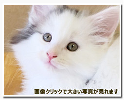 ノルウェージャンフォレストキャット