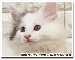 ノルウェージャンフォレストキャット