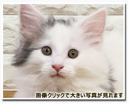 ノルウェージャンフォレストキャット