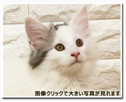 ノルウェージャンフォレストキャット