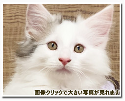 ノルウェージャンフォレストキャット