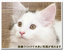 ノルウェージャンフォレストキャット